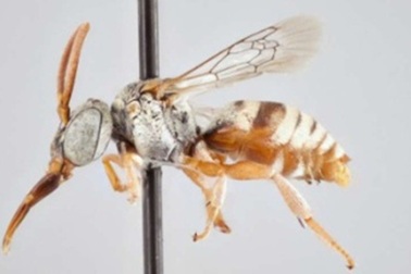 Các nhà nghiên cứu xác định 15 loài ong cúc cu mới