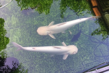 Ngắm đàn cá tra, cá trê “trắng như bông bưởi” hiếm thấy ở miền Tây