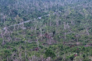 Xuyên Vườn quốc gia Cát Bà chứng kiến cảnh rừng bị tàn phá nặng vì bão Yagi