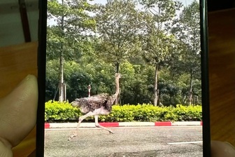 Đà điểu chạy trên đường ở TPHCM