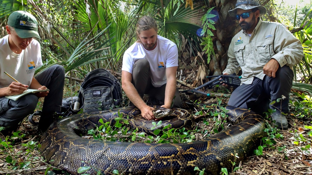 Hunter usa sus propias manos para atrapar una pitón birmana gigante que contiene 60 huevos en su estómago - 2