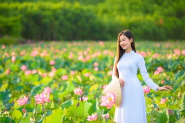 Cánh đồng sen bạt ngàn, đẹp hút hồn ở Quảng Nam