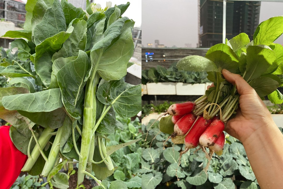Khu vườn bội thu rau trái trên nóc nhà của gia đình ở Hà Nội - 4 Khu vườn bội thu rau trái trên nóc nhà của gia đình ở Hà Nội - 4