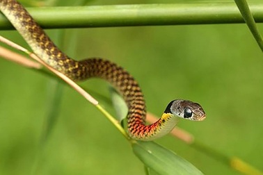 Nuôi rắn "nữ hoàng bóng đêm" làm cảnh, bé gái bị cắn tử vong