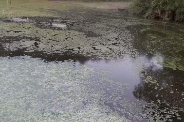 Vụ trang trại lợn công nghệ cao "bức tử" môi trường: Lập đoàn kiểm tra báo cáo cấp trên!