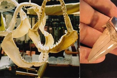 Thú chơi hàm cá mập