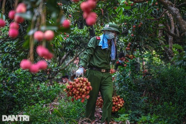 Công an huyện Lục Ngạn leo đồi, đi thuyền giúp nông dân thu hoạch vải