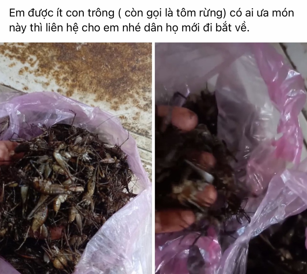 Tôm rừng bò chi chít trên cây, giá nửa triệu đồng/kg - 2 Tôm rừng bò chi chít trên cây, giá nửa triệu đồng/kg - 2