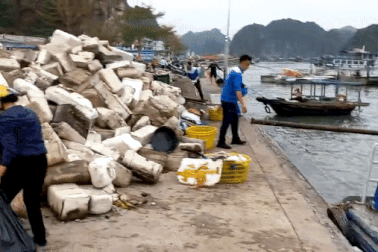 Du khách "choáng", không dám bơi vì rác tràn ngập ở vịnh Hạ Long