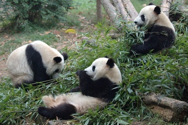 Trung Quốc cấm cửa vĩnh viễn 12 du khách "có hành vi tồi tệ" với gấu trúc