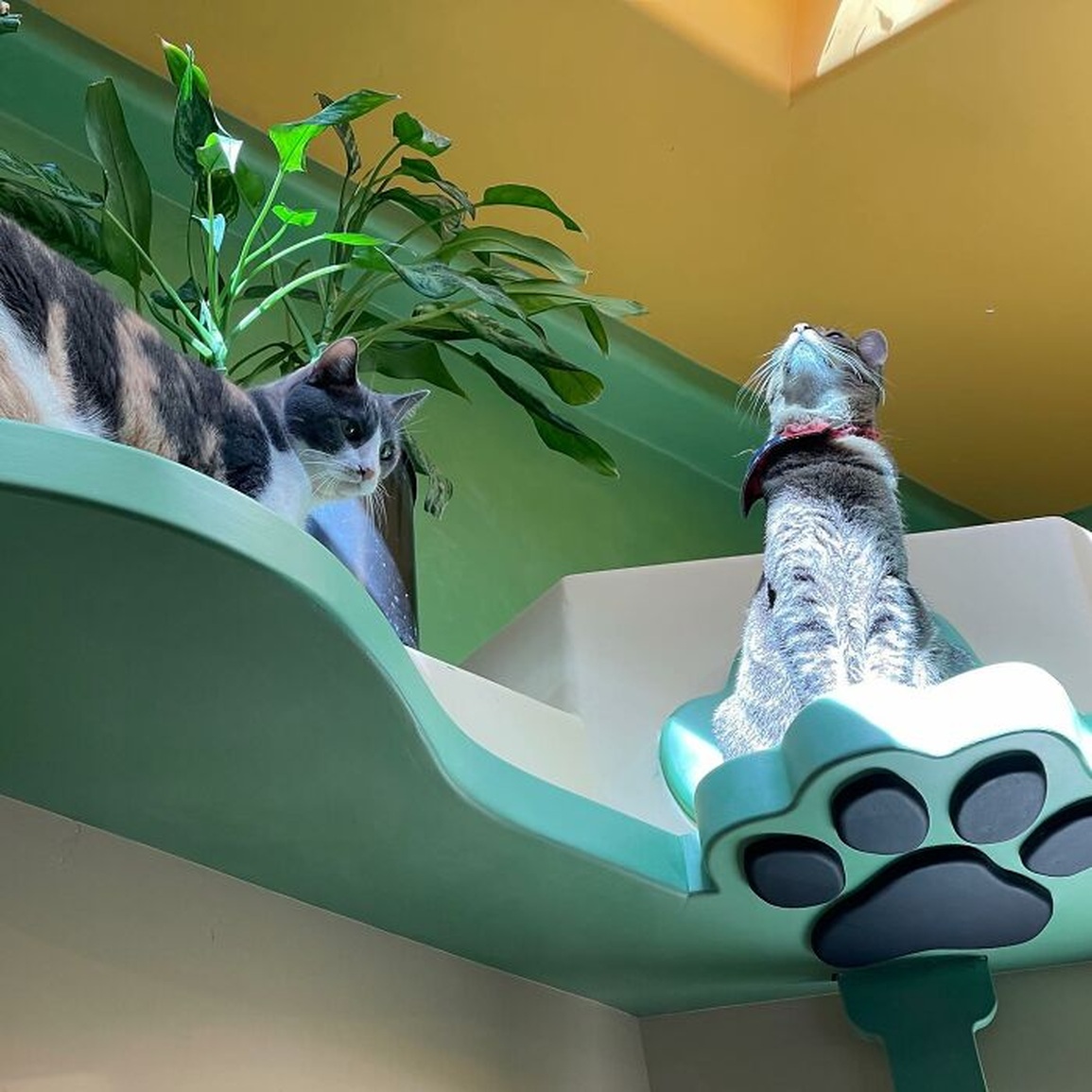 Người đàn ông biến nhà ở thành thiên đường cho mèo - 12 Người đàn ông biến nhà ở thành thiên đường cho mèo - 12