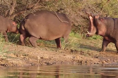 Hà mã mẹ chống trả quyết liệt khi con đực hung hăng muốn hại chết con mình