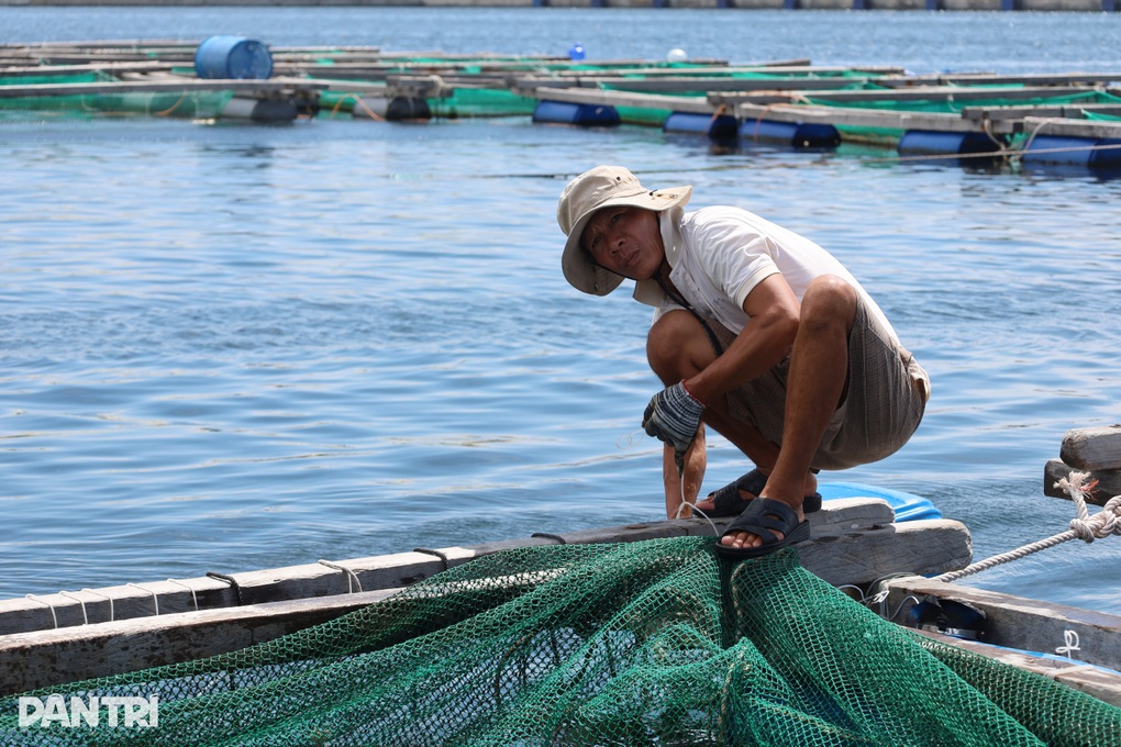 Tôm hùm giảm giá trước bão Kalmaegi, người nuôi vẫn tranh thủ bán sớm - 3 Tôm hùm giảm giá trước bão Kalmaegi, người nuôi vẫn tranh thủ bán sớm - 3