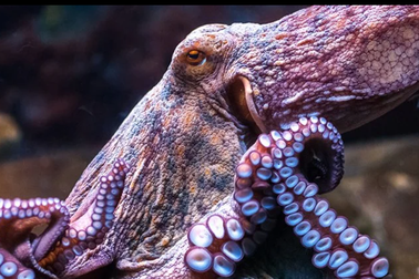 Bạch tuộc và mực có cách tiến hóa khác biệt với tất cả các loài