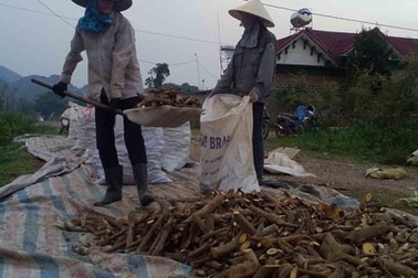 Cây thuốc quý chảy sang Trung Quốc