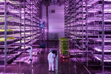 Bên trong trang trại 14 tầng dùng ít nước hơn 250 lần, năng suất "khủng