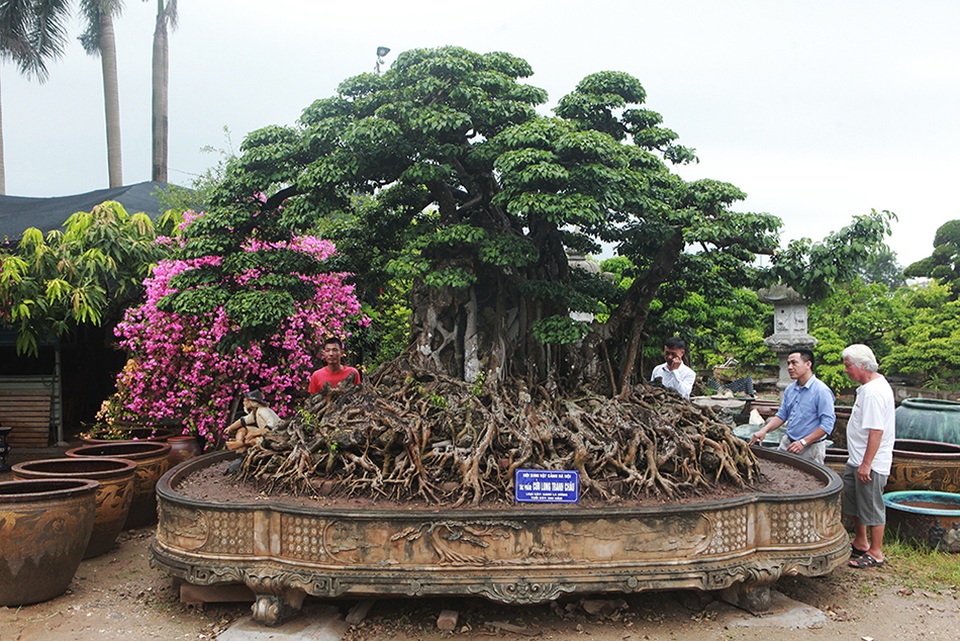 Choáng ngợp cây sanh lá móng cổ thụ giá chục tỷ ở Hà Nội - 1 Choáng ngợp cây sanh lá móng cổ thụ giá chục tỷ ở Hà Nội - 1