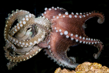 Tìm ra nguyên nhân bạch tuộc "tự sát" sau khi "làm chuyện ấy" với bạn tình