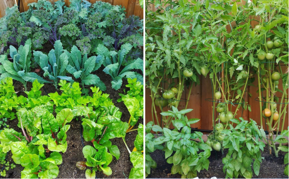 Stress vì công việc, chàng trai lột xác sân thành vườn rau sạch - 3