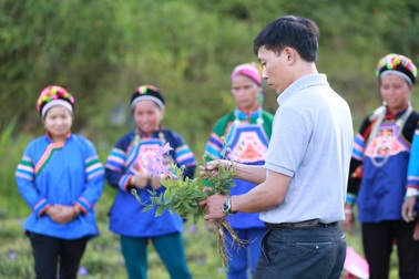 Cát cánh - cây dược liệu tím biếc giúp người dân Bắc Hà đổi đời