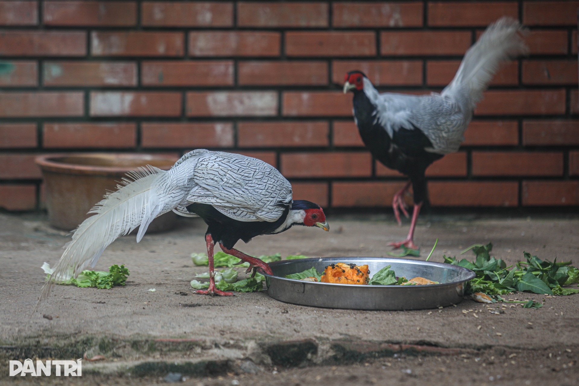 Cận cảnh đàn gà lôi trắng được nuôi ở Thảo Cầm Viên Sài Gòn - 8 Cận cảnh đàn gà lôi trắng được nuôi ở Thảo Cầm Viên Sài Gòn - 8