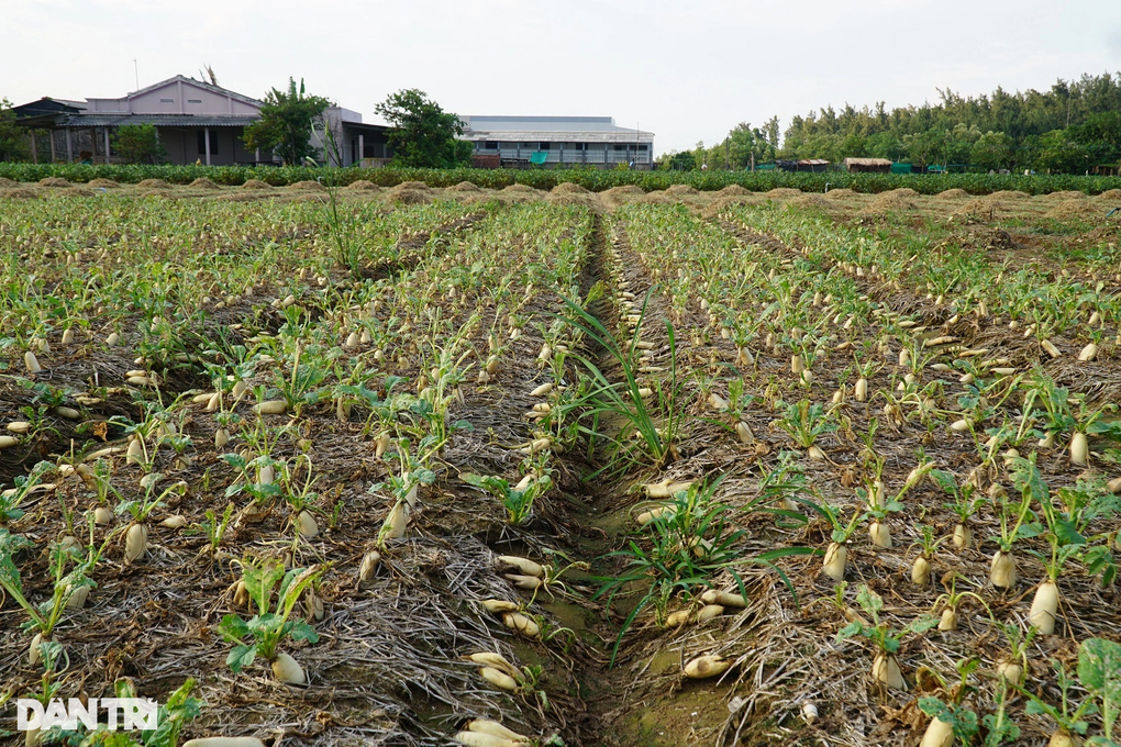 Ruộng sát biển, nông dân trắng đêm chong đèn phòng nước cuốn hoa màu - 4 Ruộng sát biển, nông dân trắng đêm chong đèn phòng nước cuốn hoa màu - 4