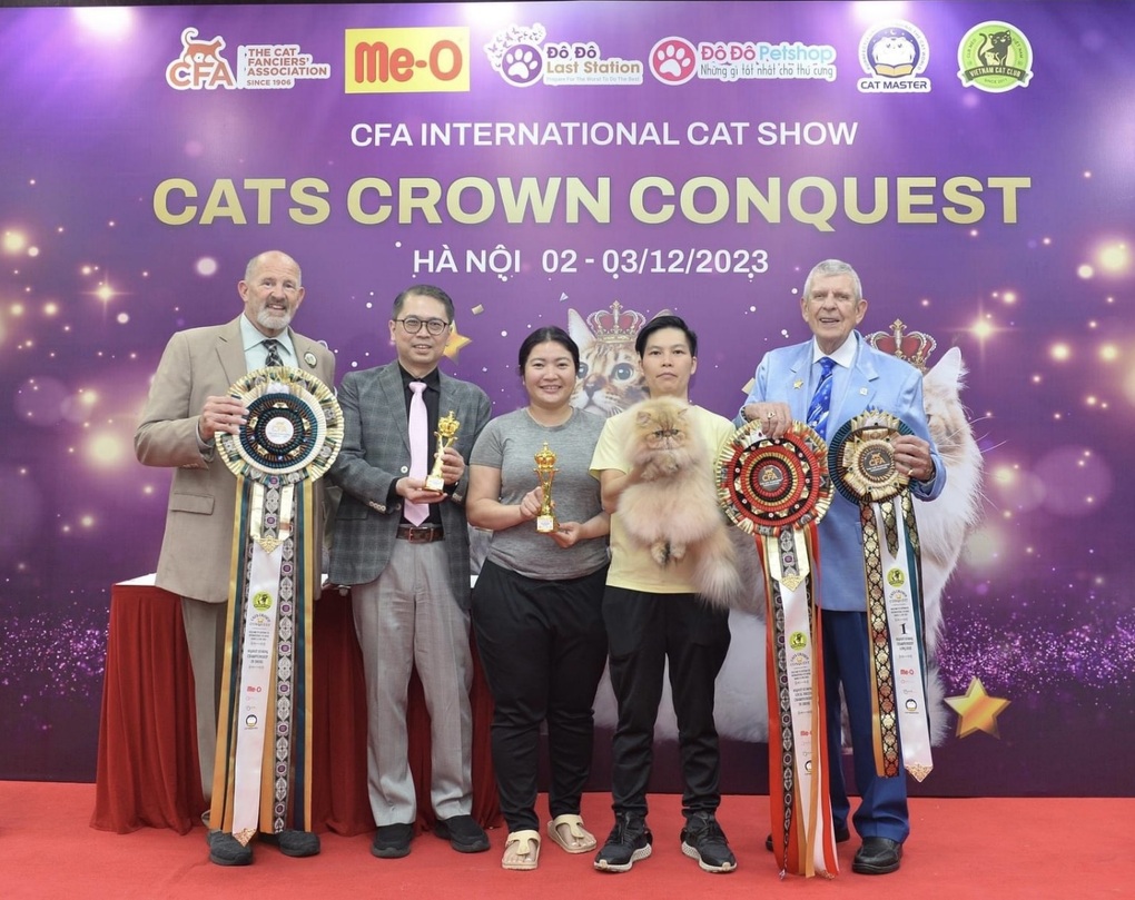 Mèo Việt Sheryldolls Absolute chinh phục vương miện cuộc thi mèo quốc tế CFA - 1 Mèo Việt Sheryldolls Absolute chinh phục vương miện cuộc thi mèo quốc tế CFA - 1