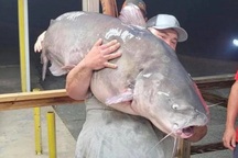 Người đàn ông bắt được cá trê "khủng" nặng gần 60 kg