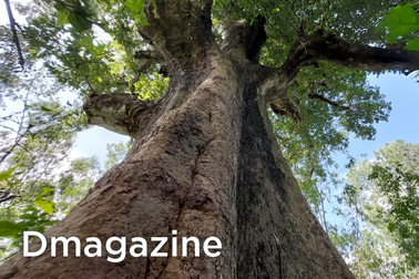 Báu vật hơn trăm năm tuổi độc nhất ở đồng bằng