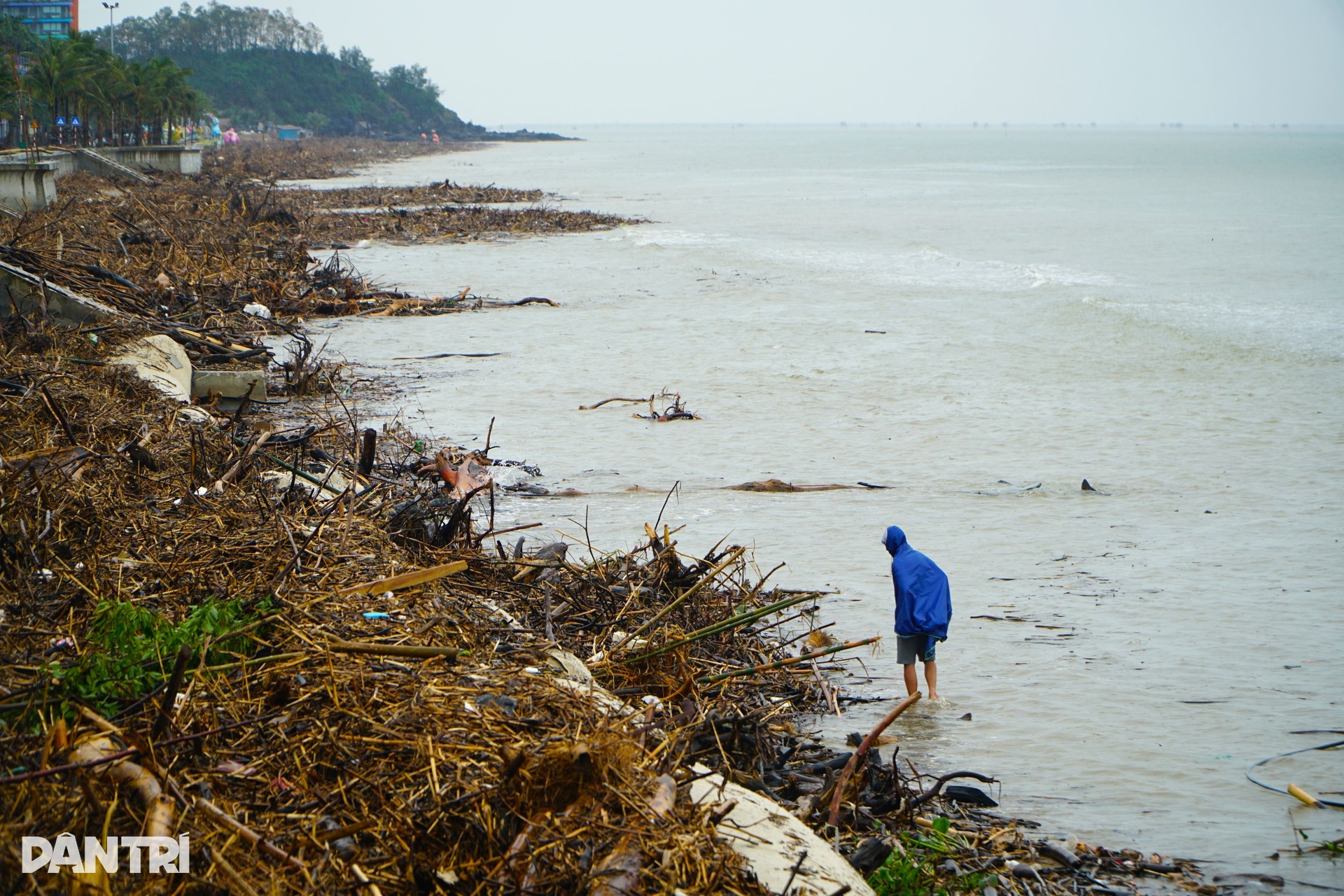 Bờ biển Hải Tiến như bãi chông sau bão Bualoi - 5 Bờ biển Hải Tiến như bãi chông sau bão Bualoi - 5