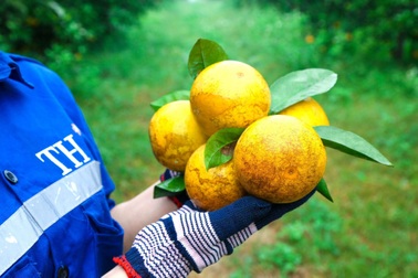 Cam FVF - Điển hình của ứng dụng công nghệ cao vào phát triển nông nghiệp xanh, bền vững