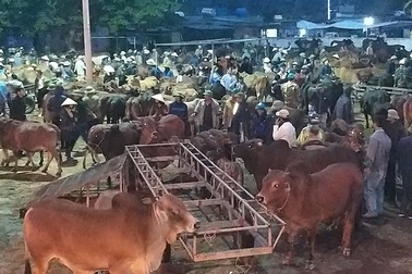 Nhộn nhịp phiên chợ trâu, bò lớn nhất miền Bắc