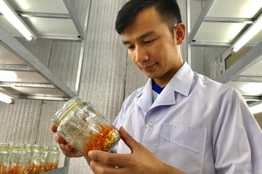 Thanh Hoá: Bỏ lương 14 triệu/tháng về quê trồng “siêu nấm” kiếm 500 triệu đồng/năm