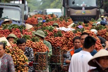 Một làng 600 tỷ phú: Chỉ trúng 1 vụ chia nhau hàng ngàn tỷ