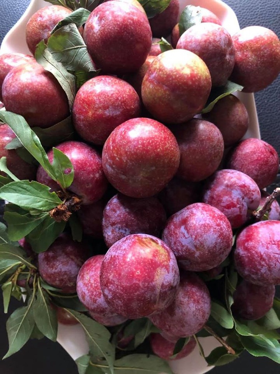 Mận đồi Pu Nhi ngọt như cherry, giá đắt ngang nho Mỹ vẫn “cháy” hàng - 3 Mận đồi Pu Nhi ngọt như cherry, giá đắt ngang nho Mỹ vẫn “cháy” hàng - 3