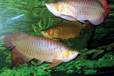 “Vua” cá rồng và những chú cá nghìn đô