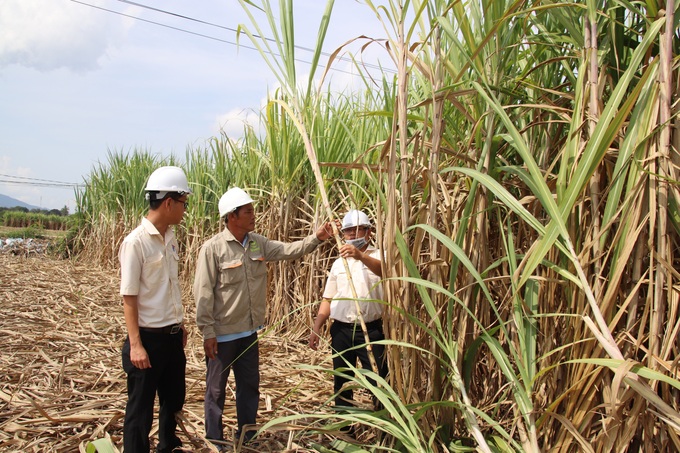 Chiến lược phát triển vùng nguyên liệu mía của Vietsugar - Ảnh 2. Chiến lược phát triển vùng nguyên liệu mía của Vietsugar - Ảnh 2.