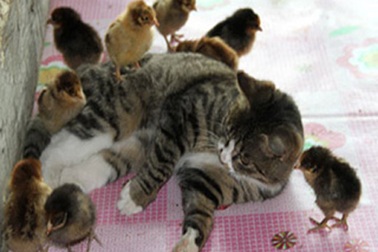 Mèo mẹ nuôi 30 gà con