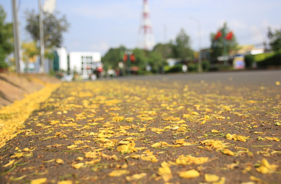 Thành phố trẻ nhất Tây Nguyên rực rỡ sắc vàng của hoa osaka - 6 Thành phố trẻ nhất Tây Nguyên rực rỡ sắc vàng của hoa osaka - 6