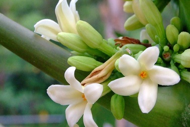 Hoa đu đủ đực: Từng là thứ vứt đi, nay thành hàng hiếm, bán tiền triệu