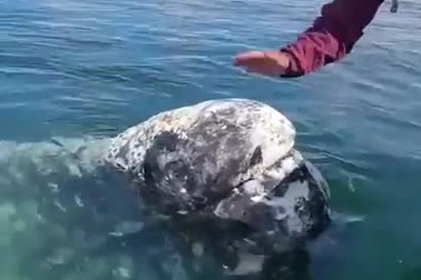 Cá voi tiếp cận ngư dân để nhờ gỡ những con hà ra khỏi đầu