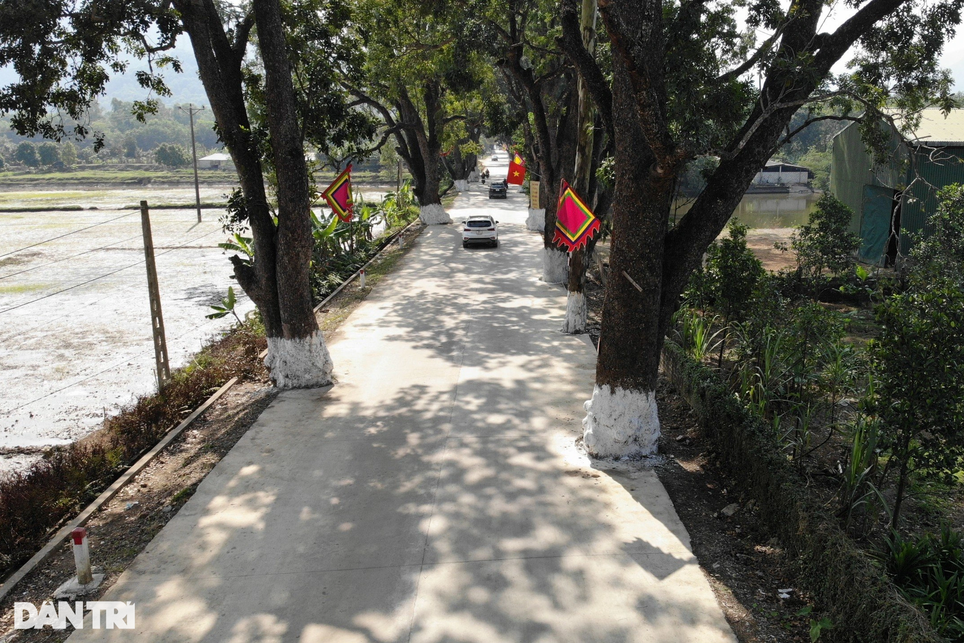 Hàng cây di sản trăm tuổi dưới chân núi thiêng - 3 Hàng cây di sản trăm tuổi dưới chân núi thiêng - 3