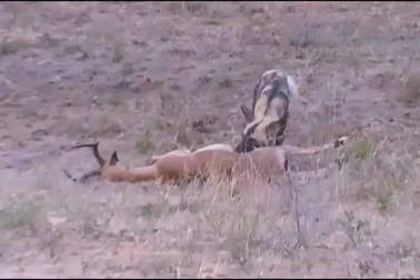 Bị cắn lòi ruột, linh dương vẫn kiên cường chống cự kẻ săn mồi