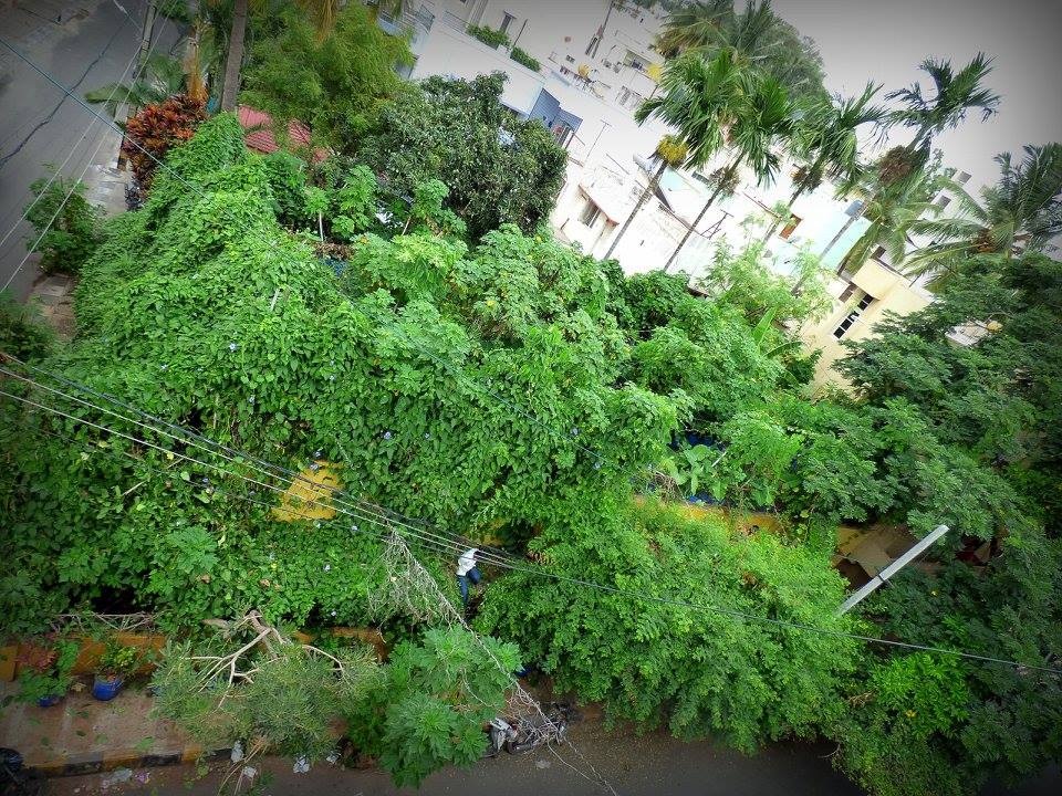 Kỹ sư về hưu tạo rừng rậm bao trọn ngôi nhà, nắng nóng… không cần quạt - 4 Kỹ sư về hưu tạo rừng rậm bao trọn ngôi nhà, nắng nóng… không cần quạt - 4