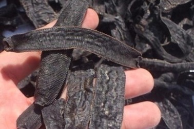 Đỉa phơi khô gặp nước có thể sống lại không?