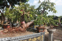 “Đột nhập” vườn mai vàng Yên Tử cổ thụ của đại gia Quảng Ninh