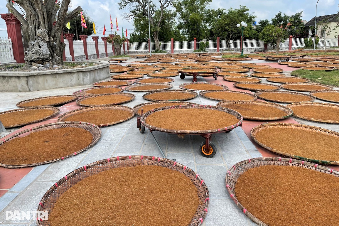 Trồng cây chồng hút vợ say, bỏ túi trăm triệu đồng mỗi vụ - 10 Trồng cây chồng hút vợ say, bỏ túi trăm triệu đồng mỗi vụ - 10