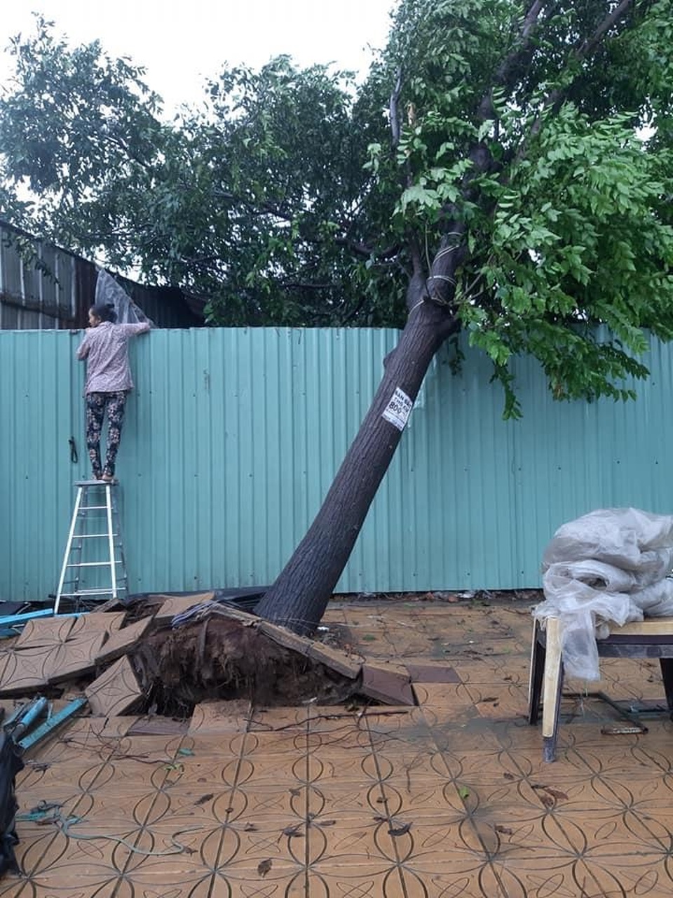Mưa giông làm tốc mái, xiêu vẹo 17 căn nhà, bật gốc nhiều cây xanh - 3 Mưa giông làm tốc mái, xiêu vẹo 17 căn nhà, bật gốc nhiều cây xanh - 3