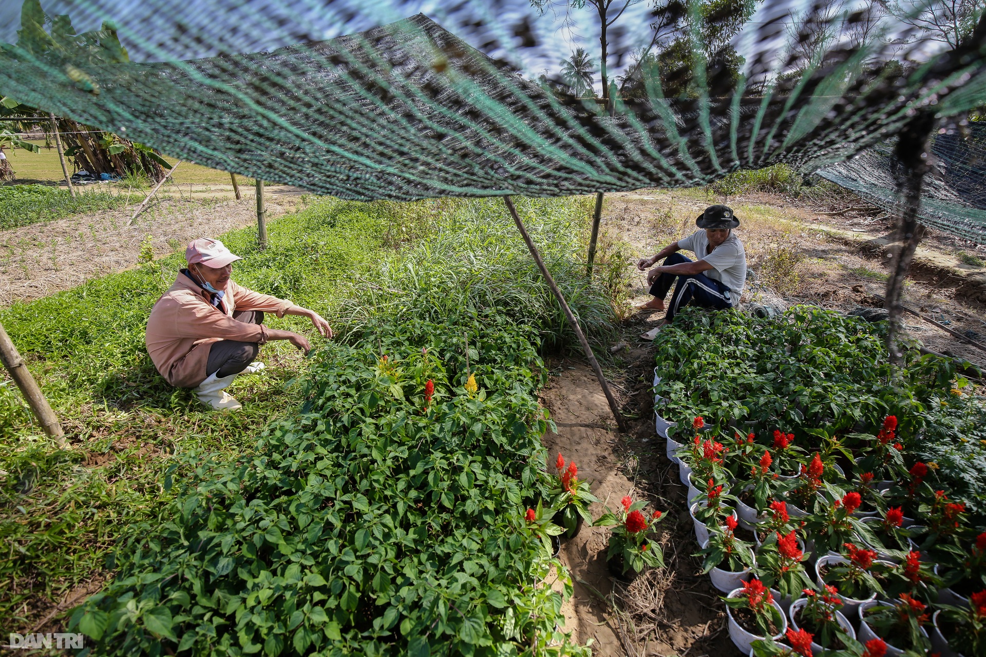 Nông dân Thừa Thiên Huế lo mất trắng vụ hoa Tết 2022 - 11