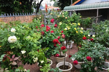 Vườn hồng rực rỡ, ngát hương của vợ chồng U80 Bình Dương